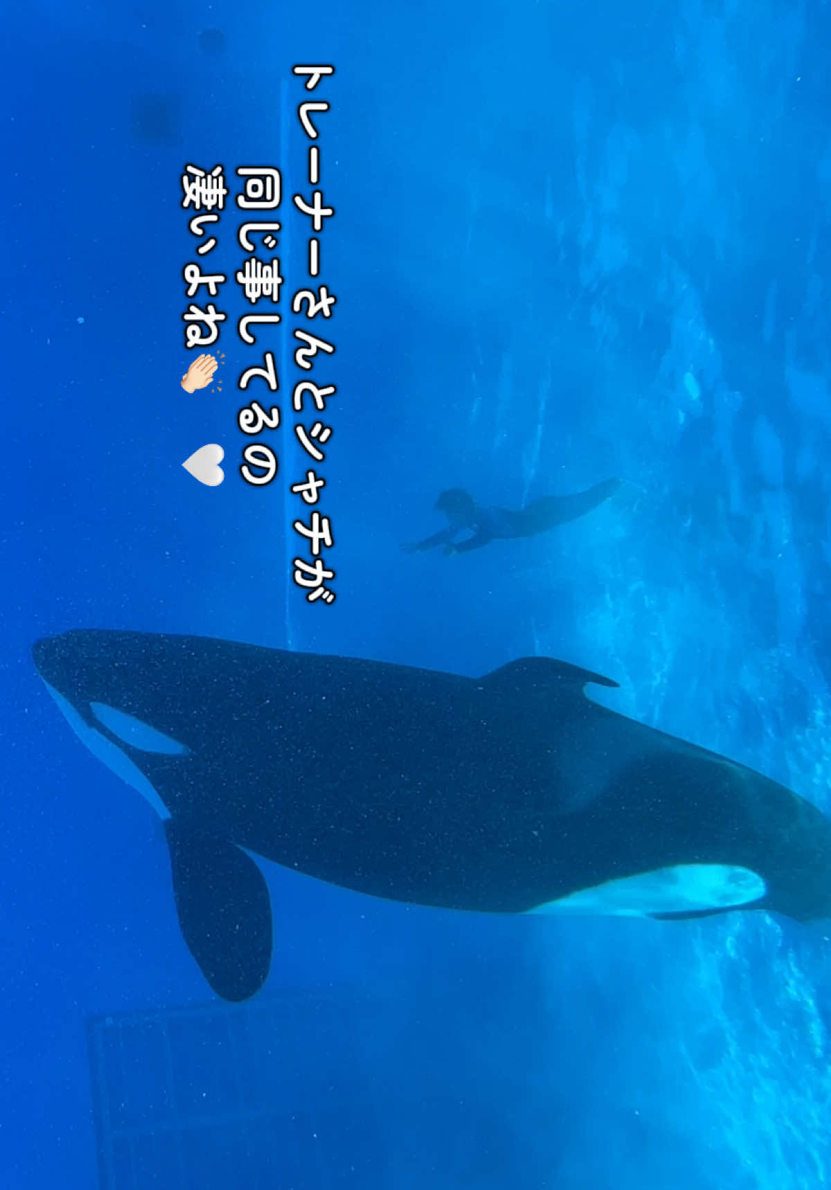 @️🫍シャチが癒し️🌈️️🫧