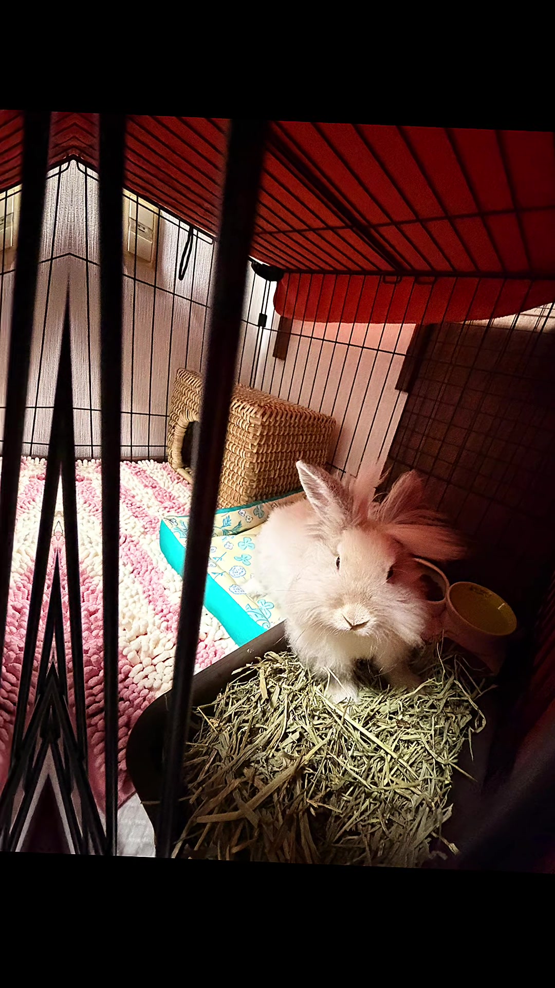 @🐩Momofpets🐾🐇🐢