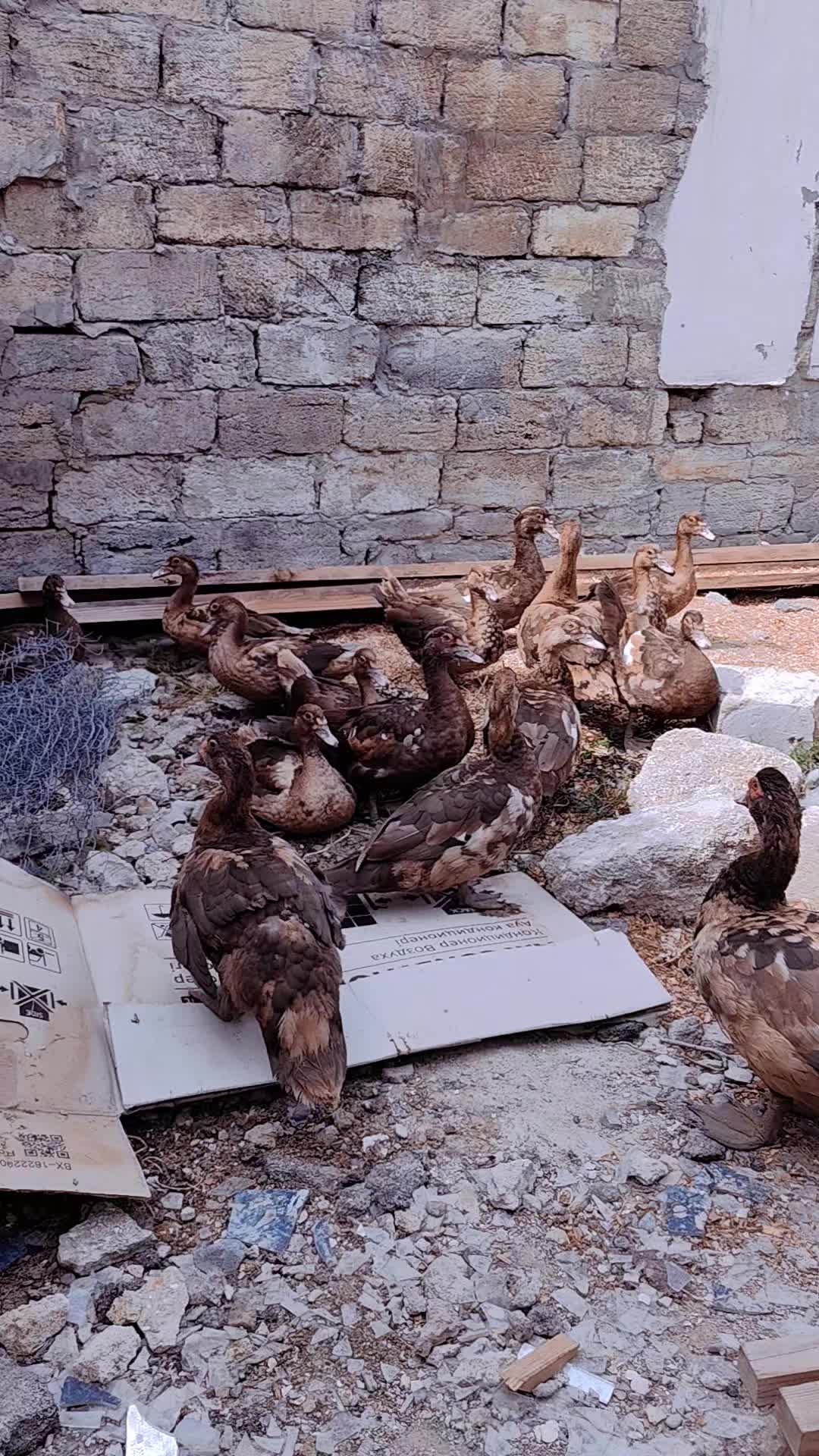 @MAŞTAĞA_QUŞCULUĞ
