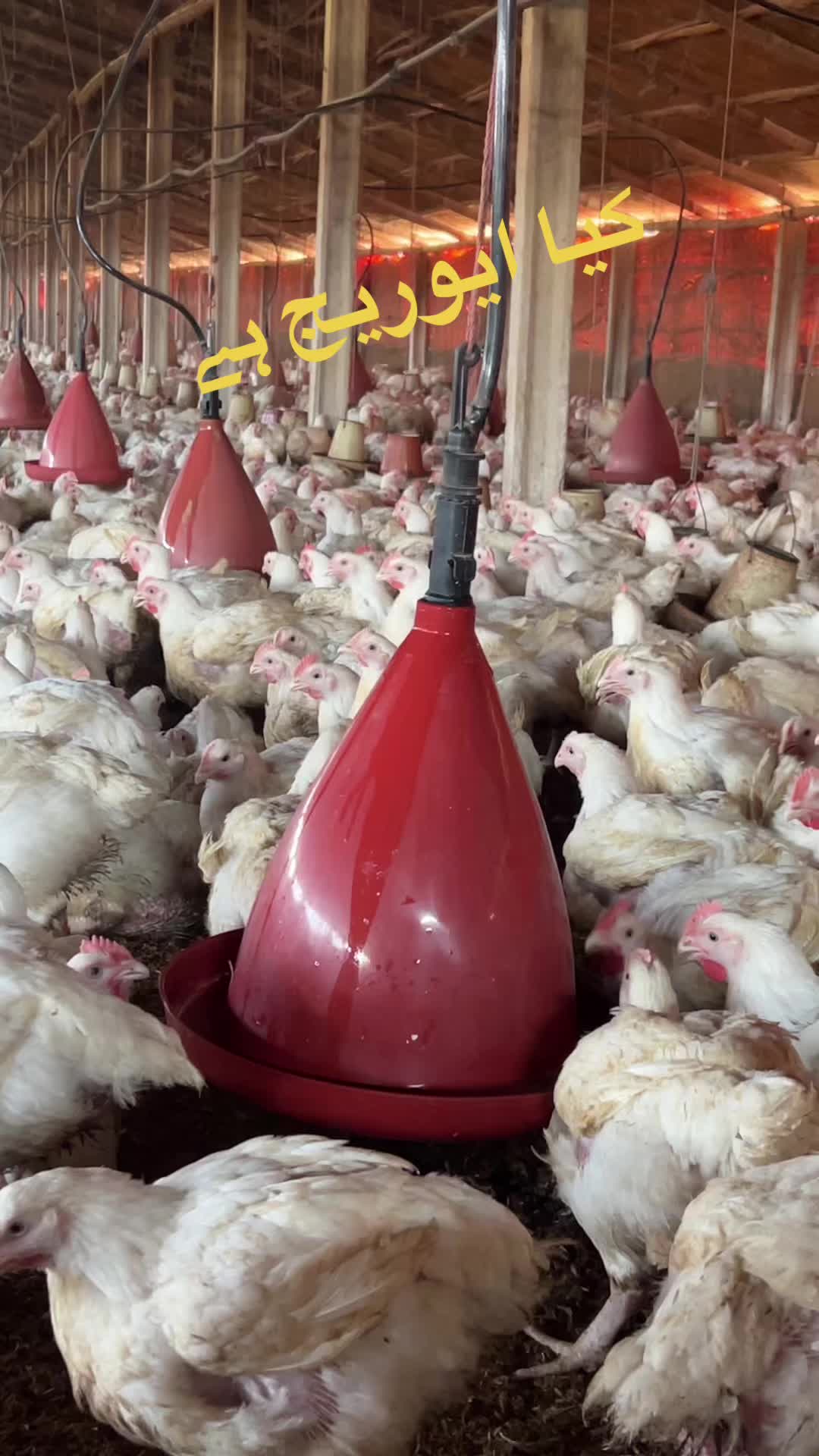 @ذیشان گبول