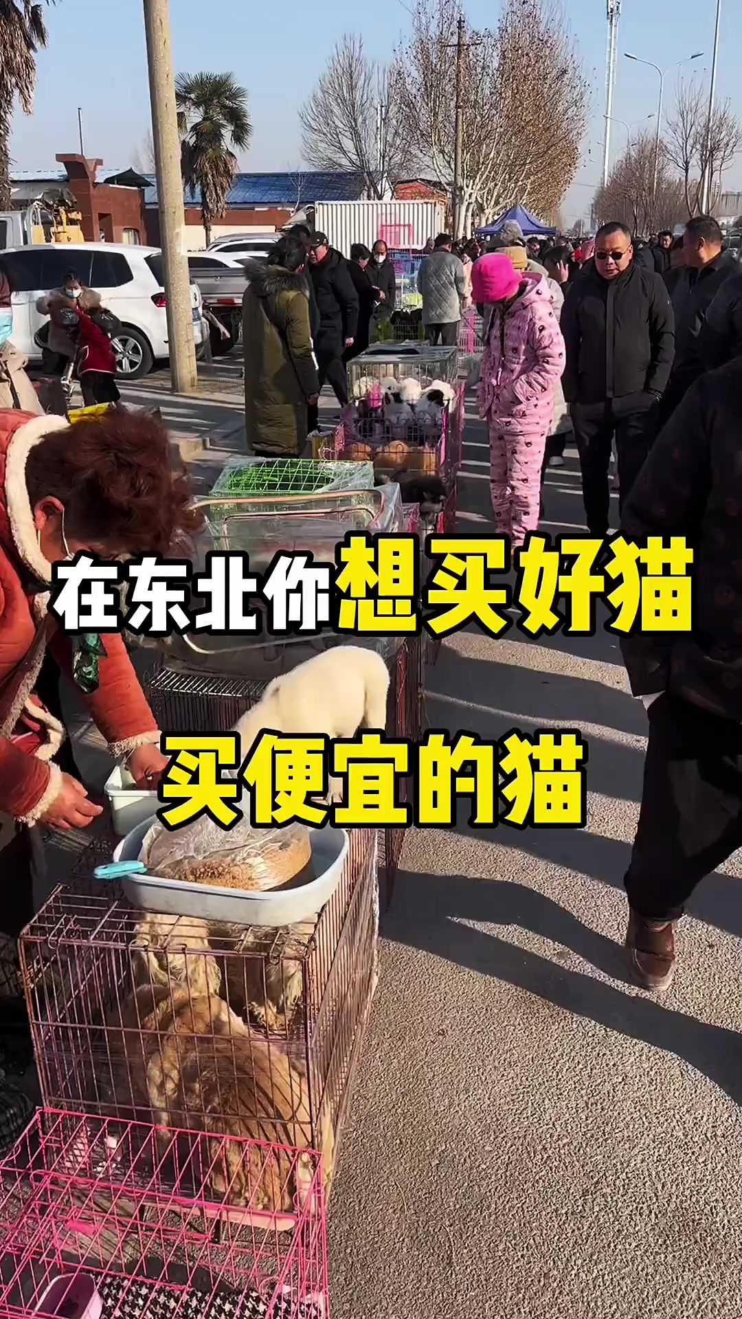 @寵物批發零售(一手批發,零售)