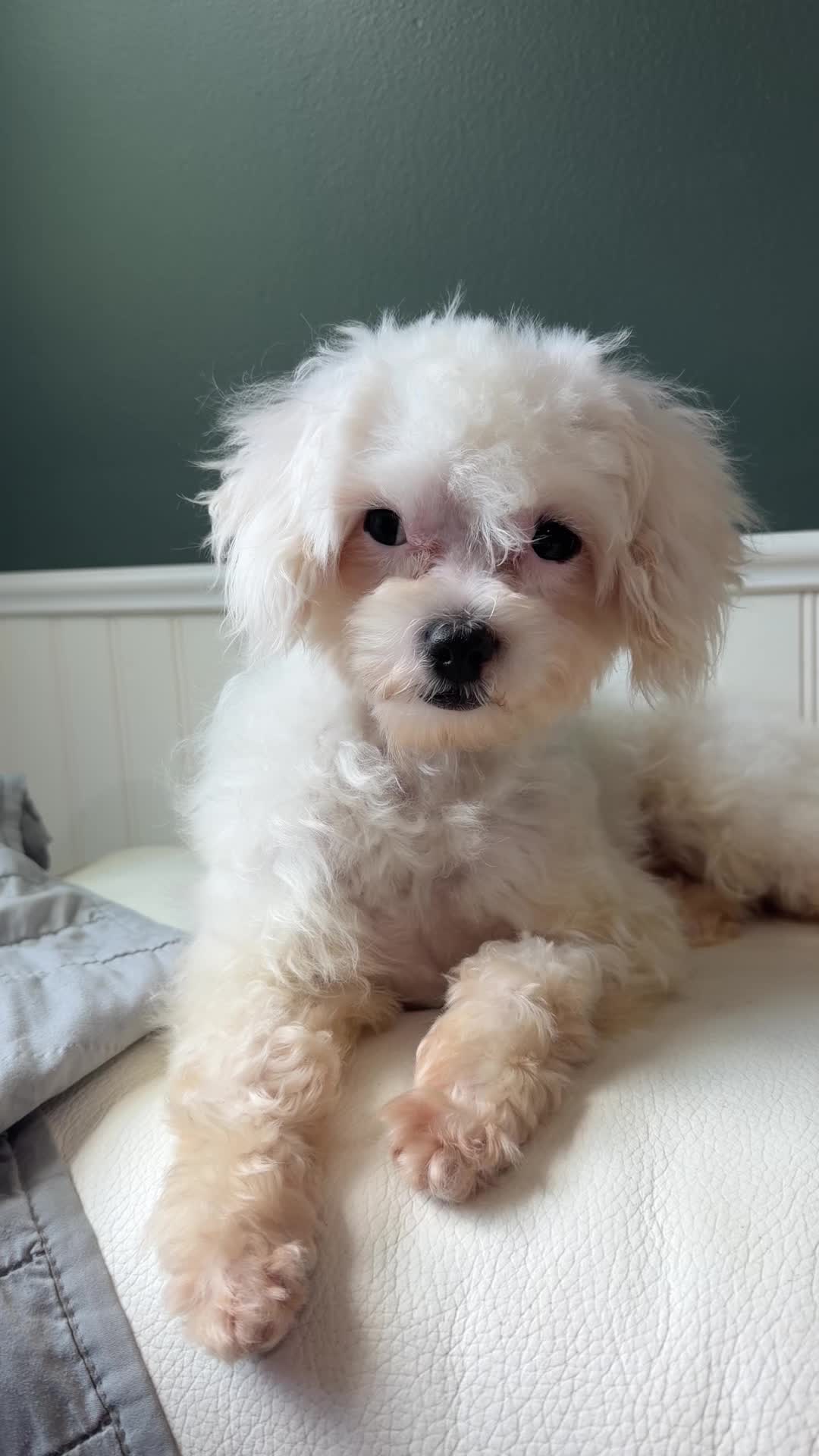 @Woycheesepups💜