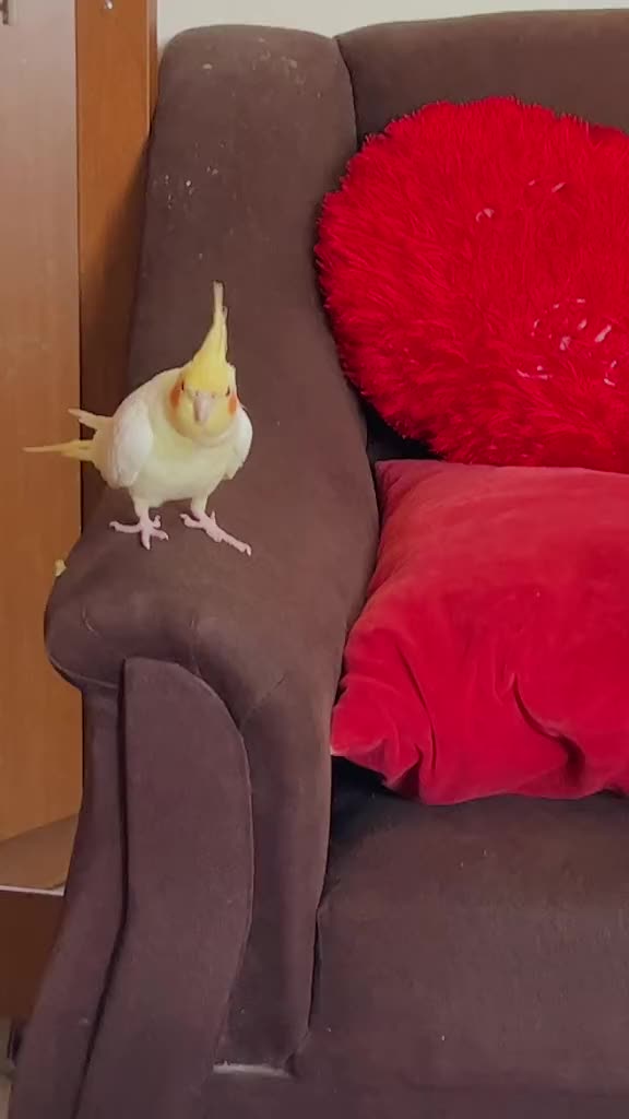 @Bixby the Budgie