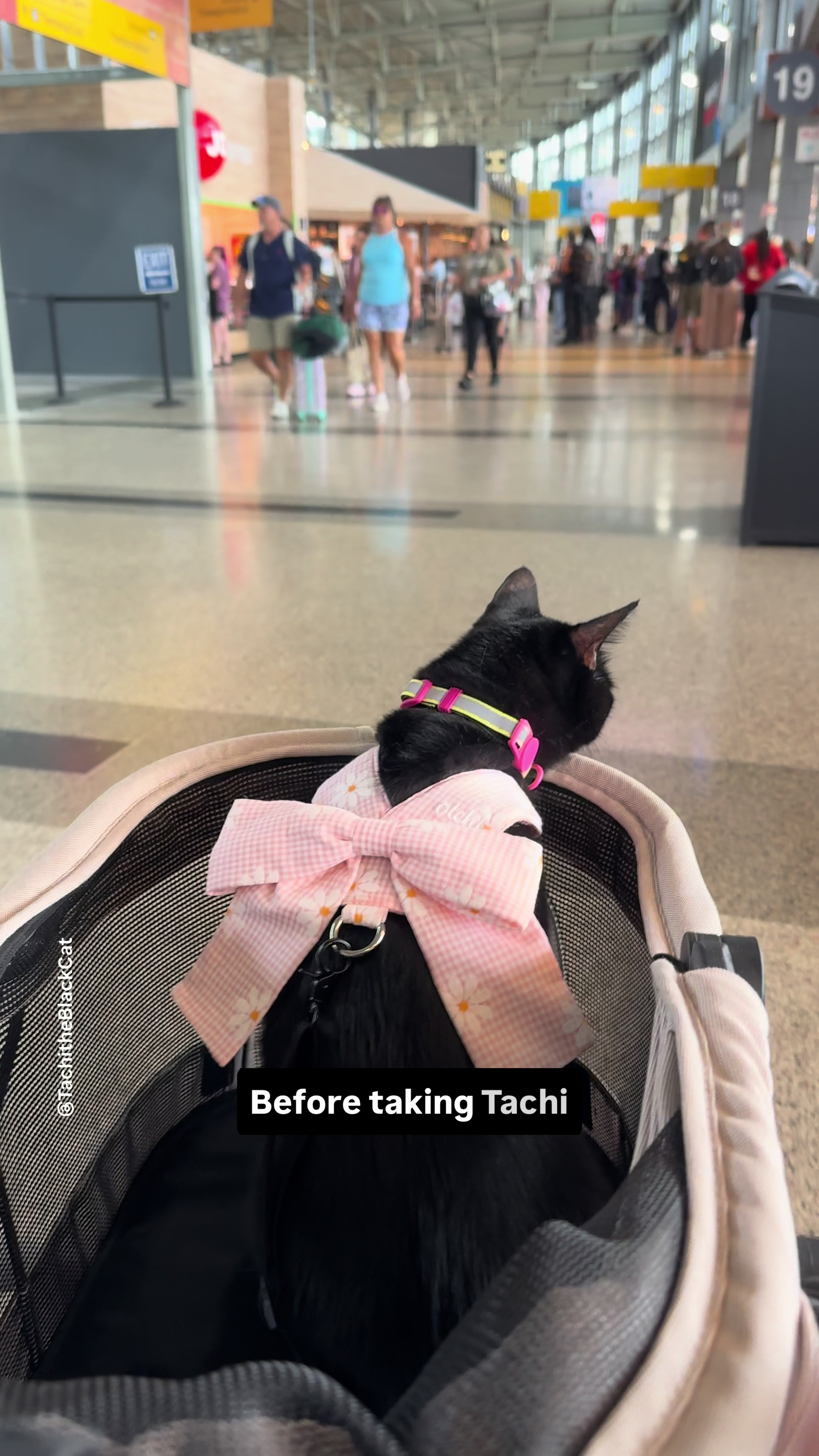 @Tachi | Petfluencer & UGC