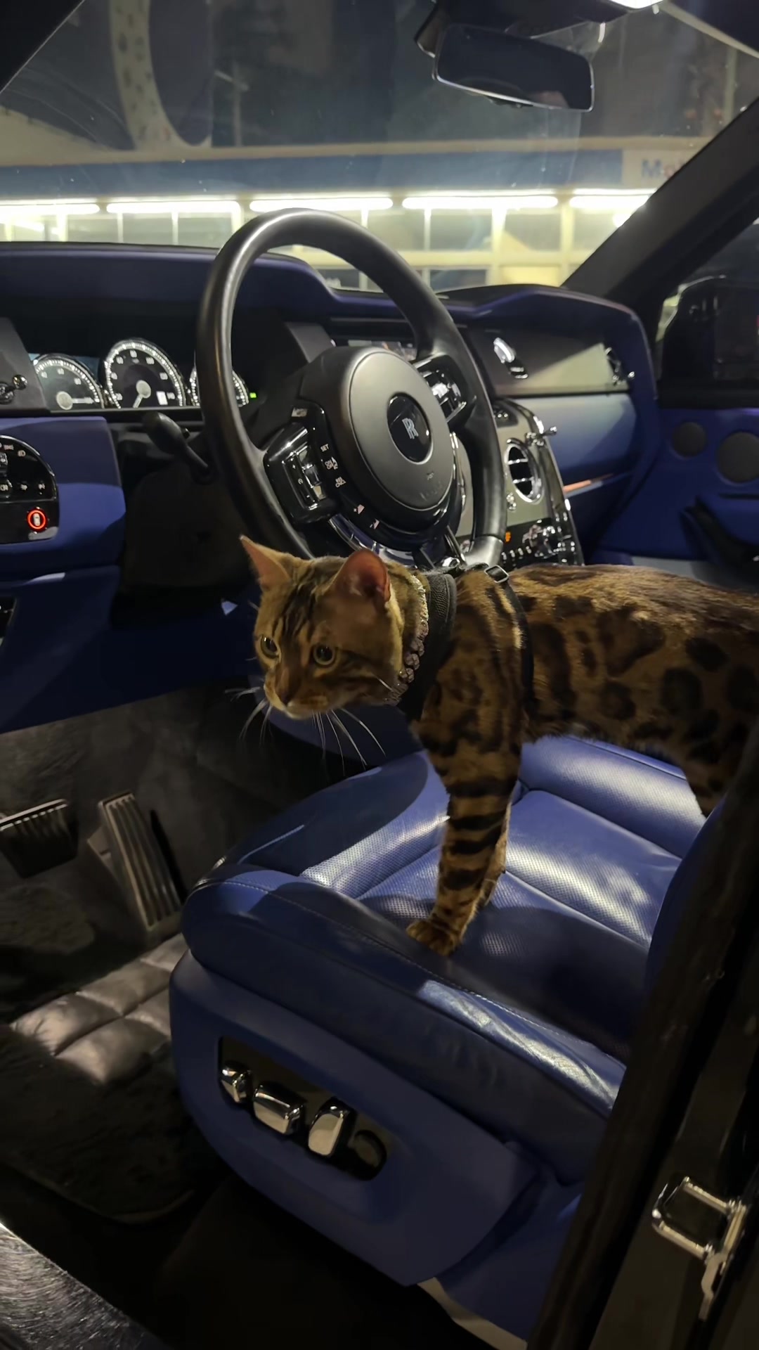 @Bengal Cats