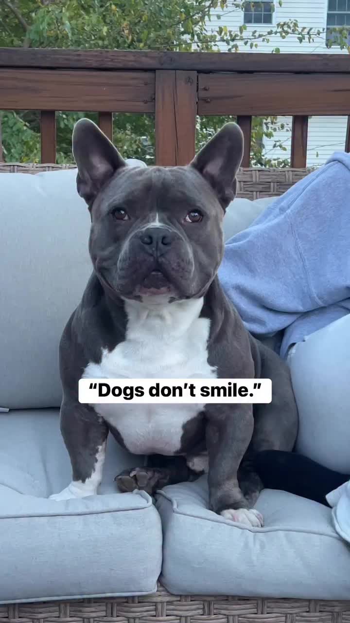 @Gunner | Pocket Bully