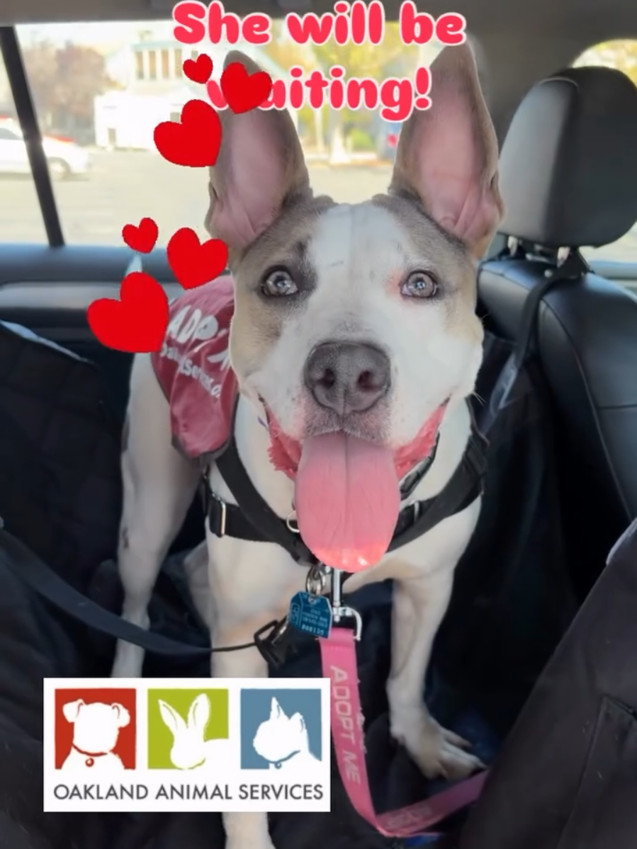@Oakland Animal Services