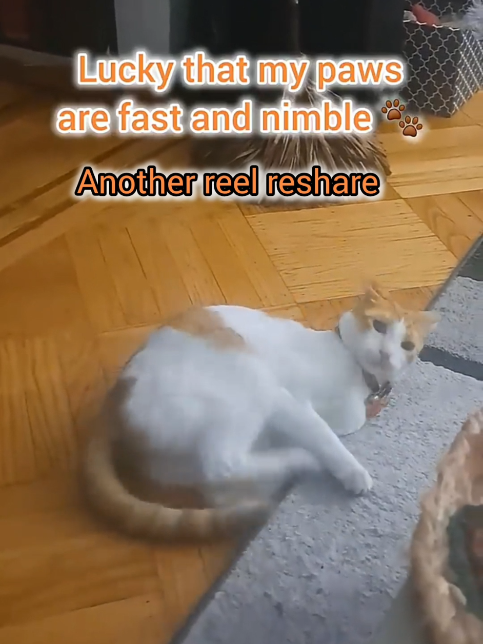 @Candice & Weasley