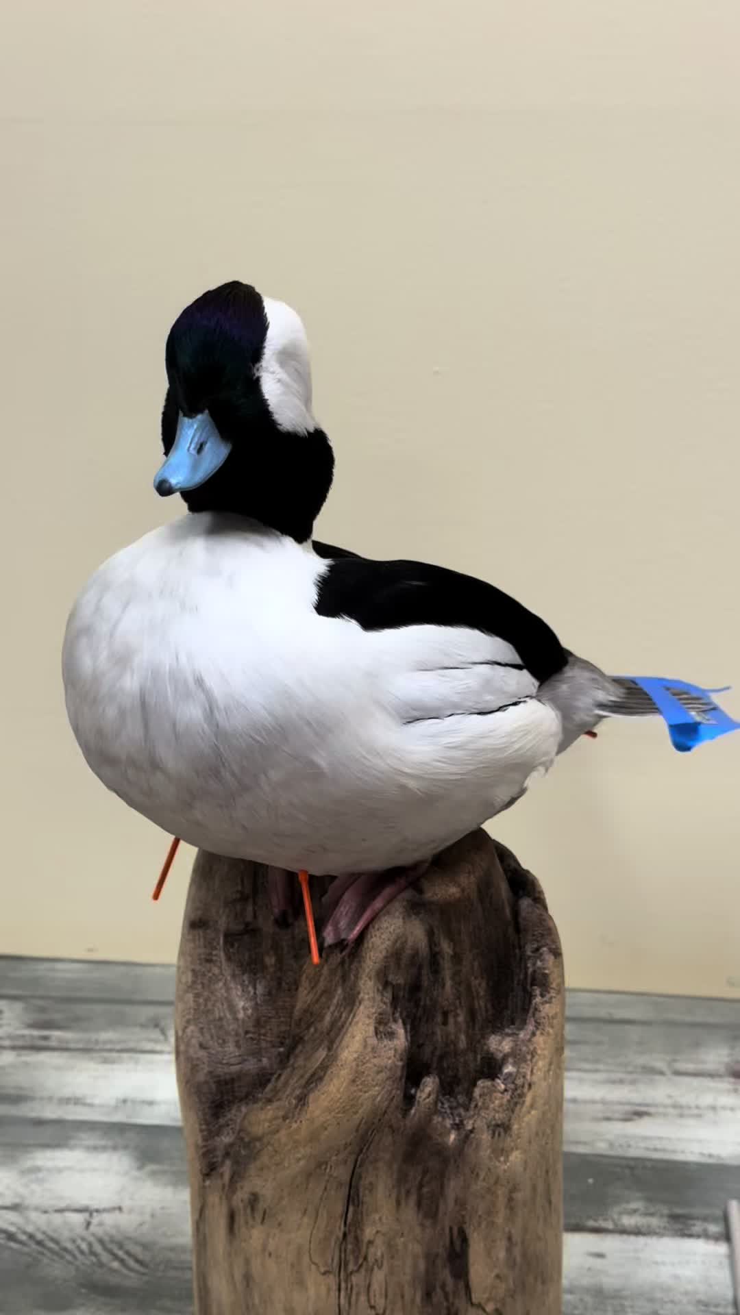 @Rob A Goose