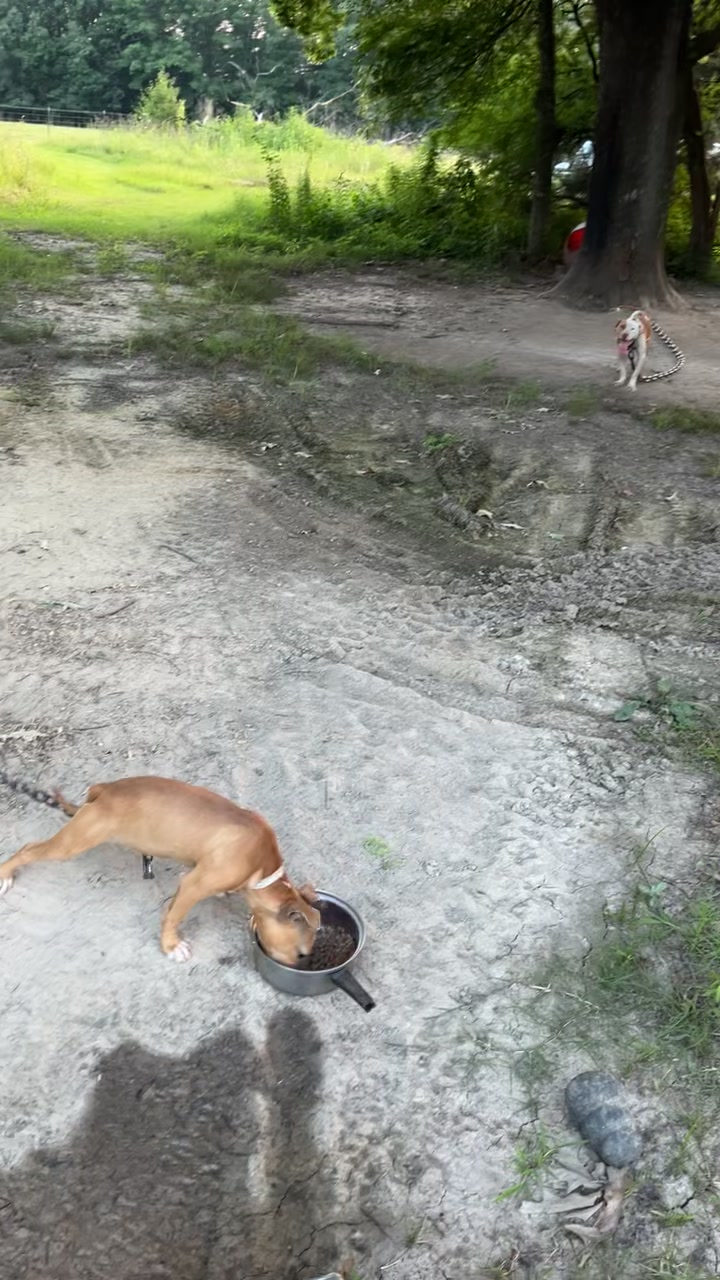 @🆘️oldsoul kennels💪🏼💯🔥🆘️