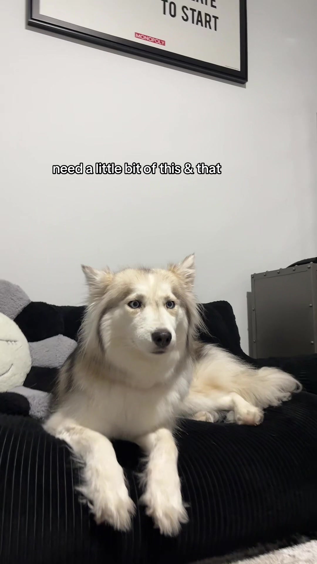 @lifewith2huskies