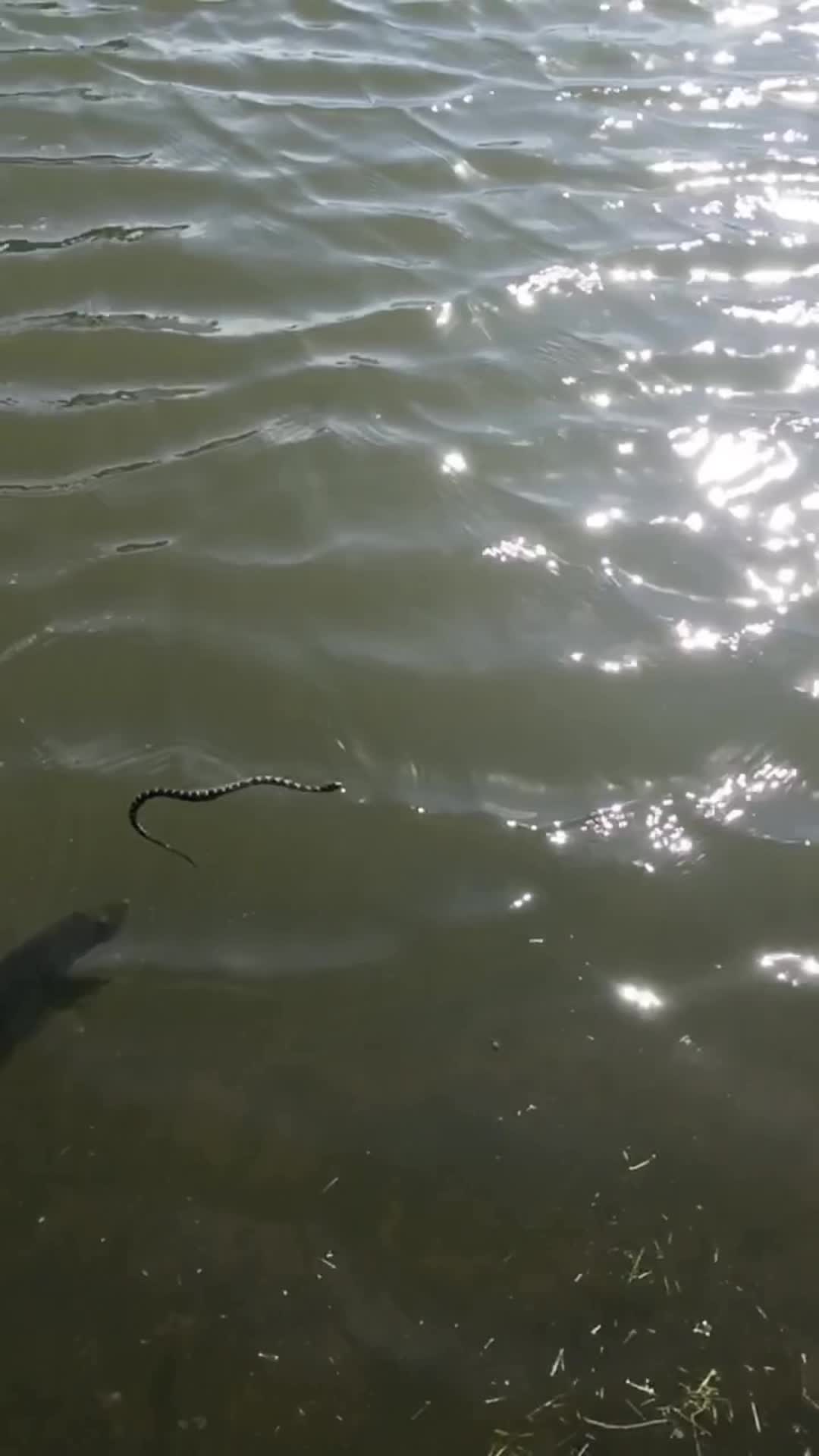 @Bassfeeder