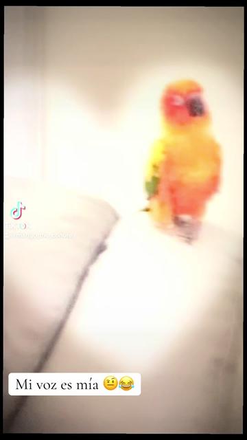 @Mango 🦜La cotorra solar