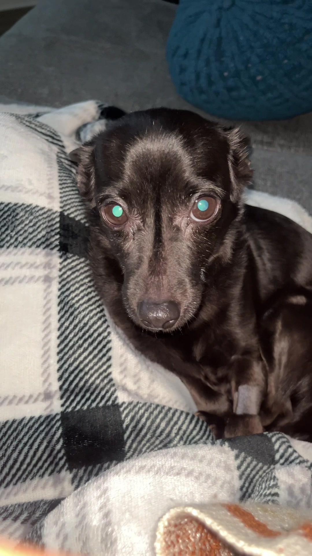 @Blackjack_Chihuahua