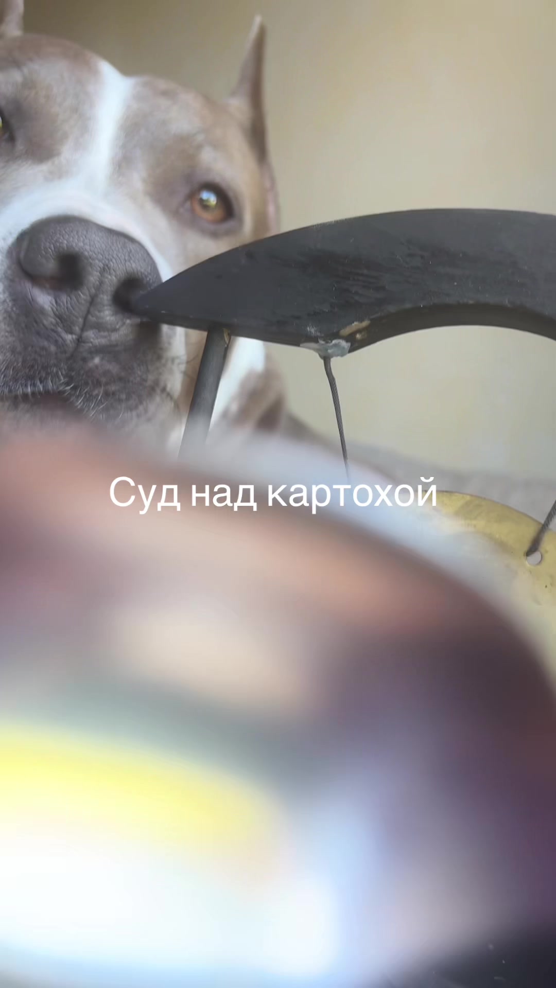 @Лобзяра