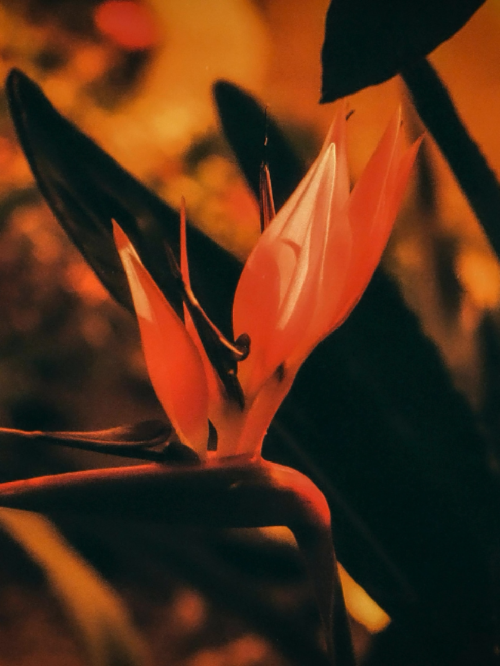 @theyearning.archive