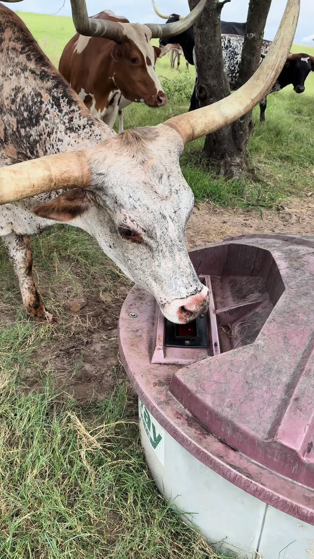 @bar_m_longhorns