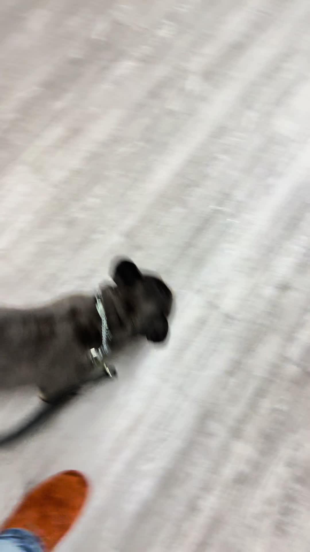 @Boss Canine