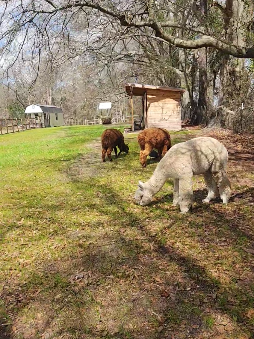 @alpacalypsenow