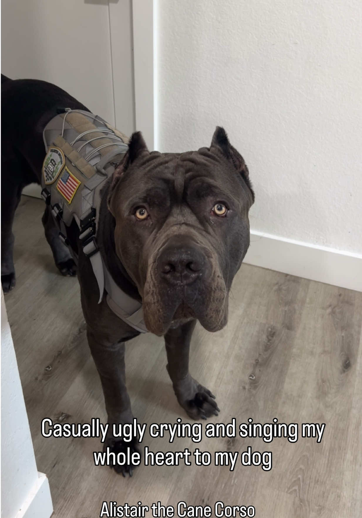 @Alistair the Cane Corso