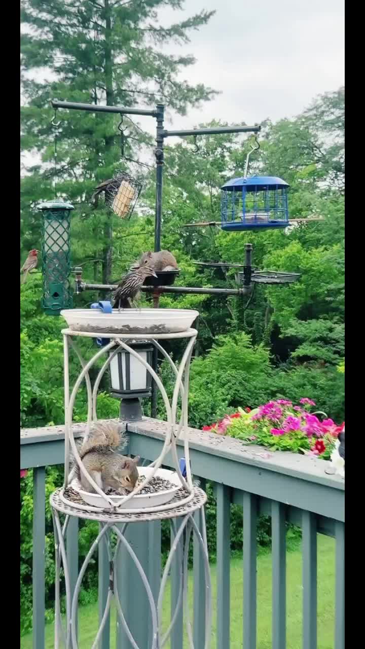 @Backyardbirdz