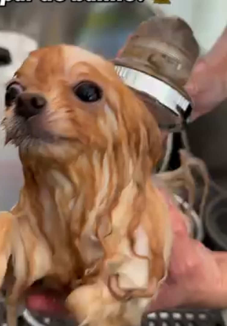@dogsagaz