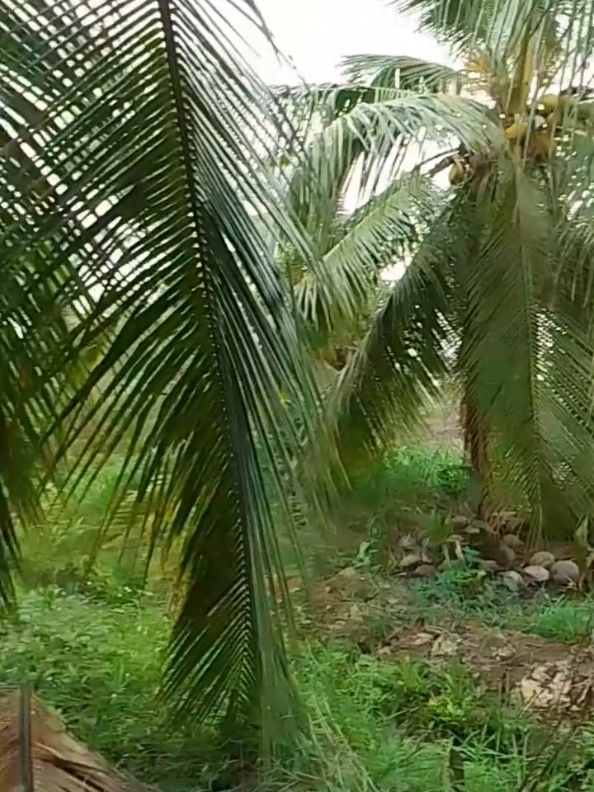 @Tukang Kebun