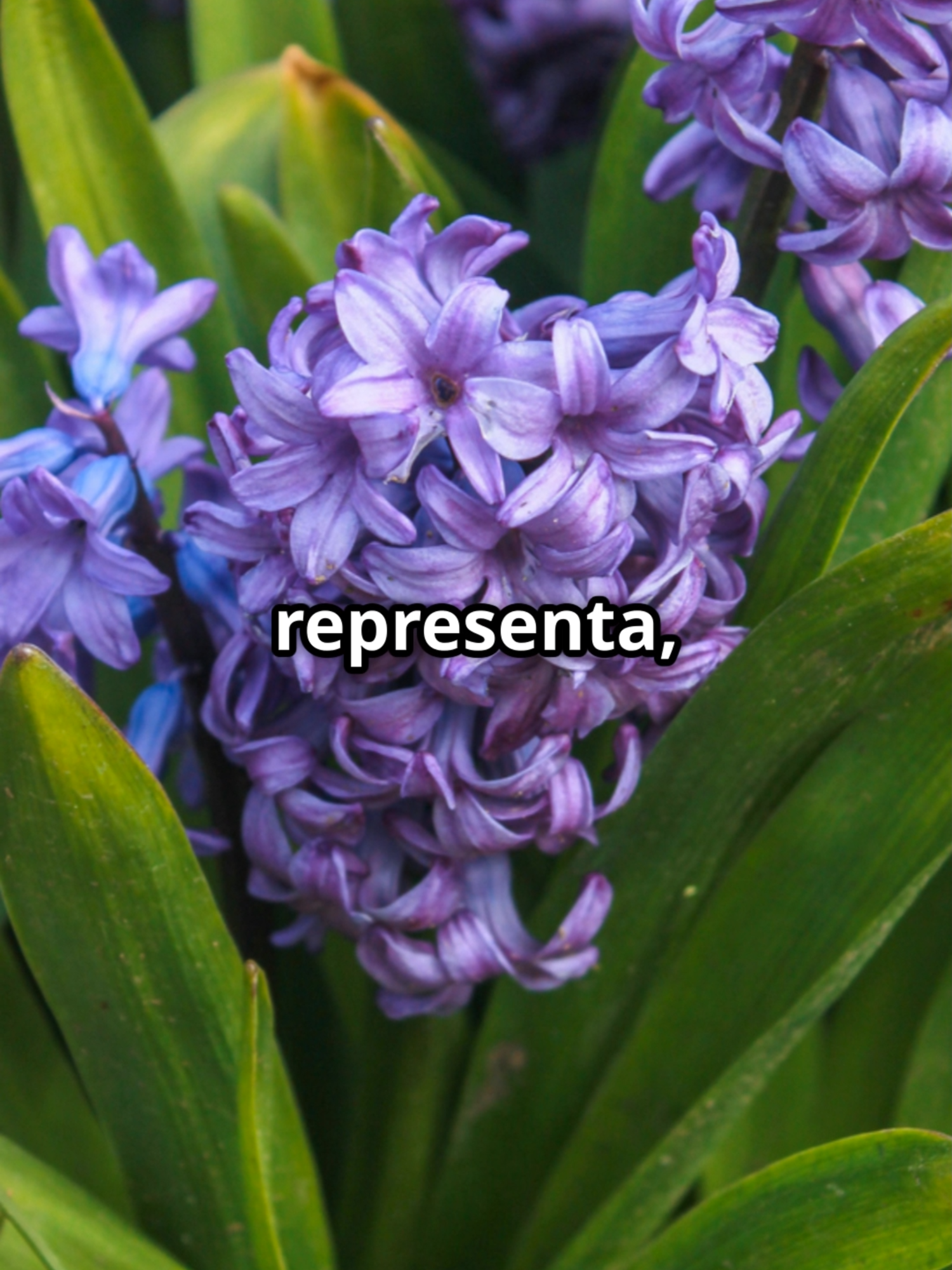 @Florecer Mítico