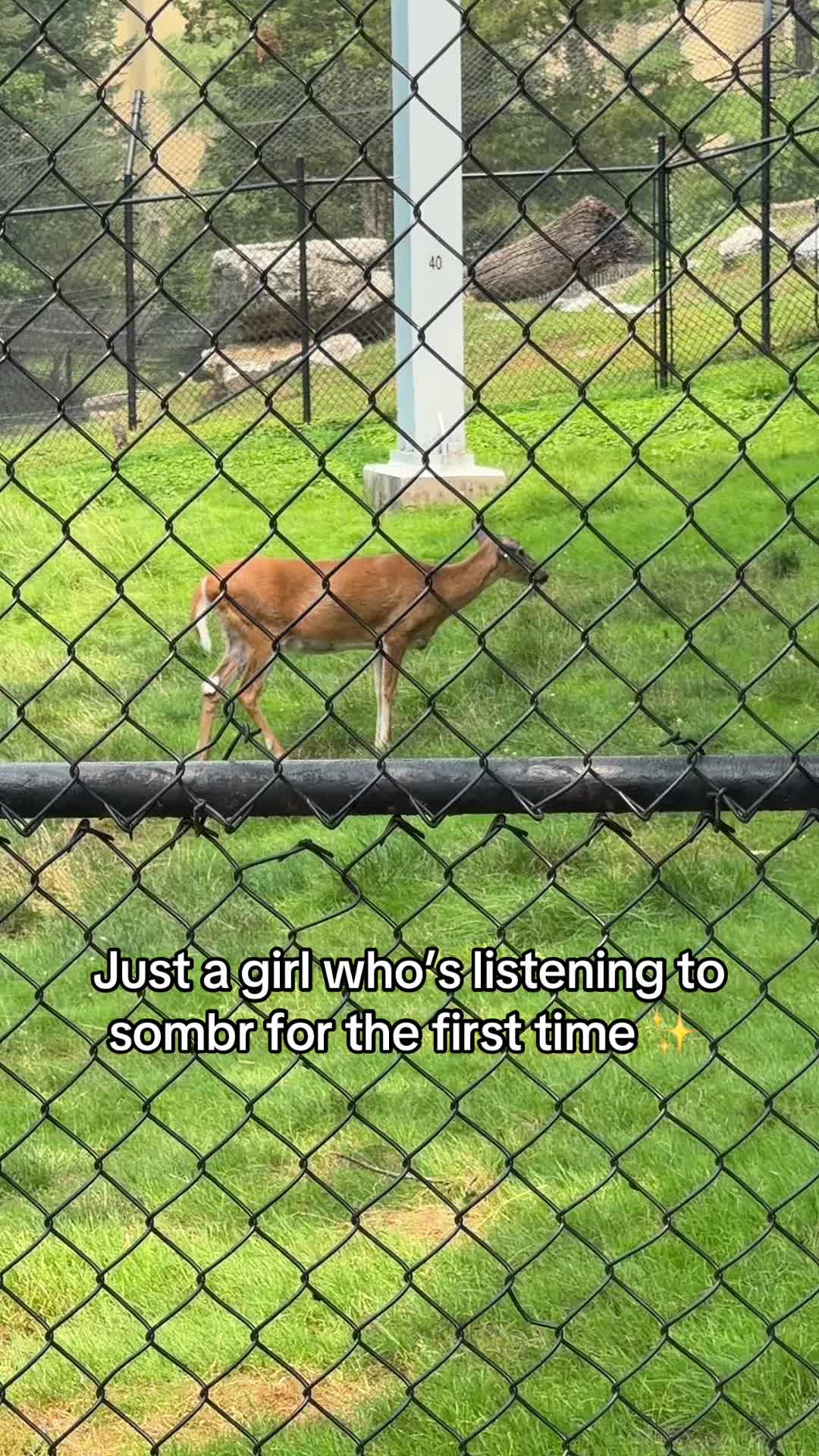 @laurenaintshitt