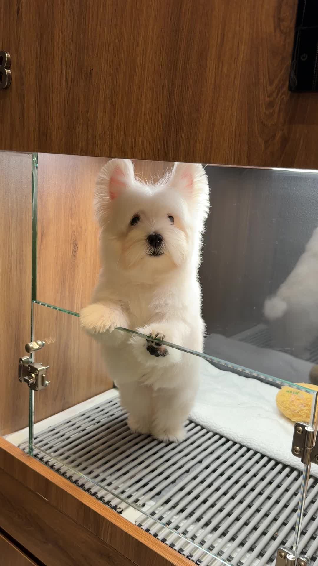 @JC Dog Republic