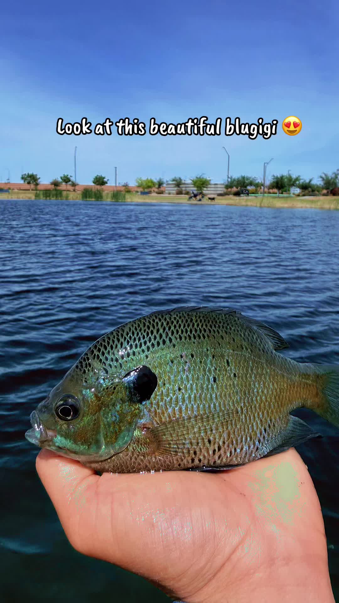 @Luu Nguyen Fishing