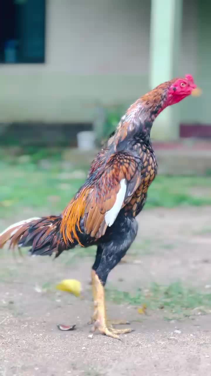 @𝑺𝑯𝑨𝑫𝑶𝑾 ,𝑺