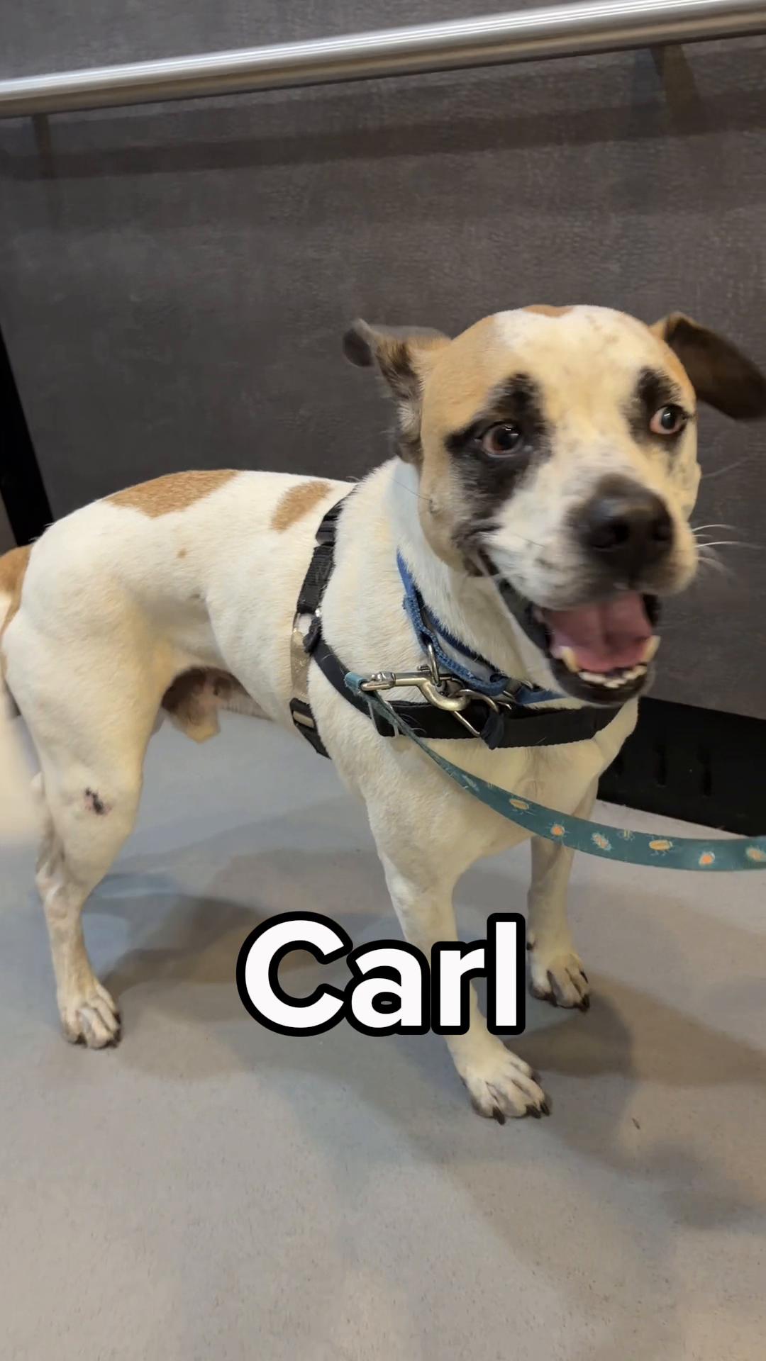 @Seattle Humane
