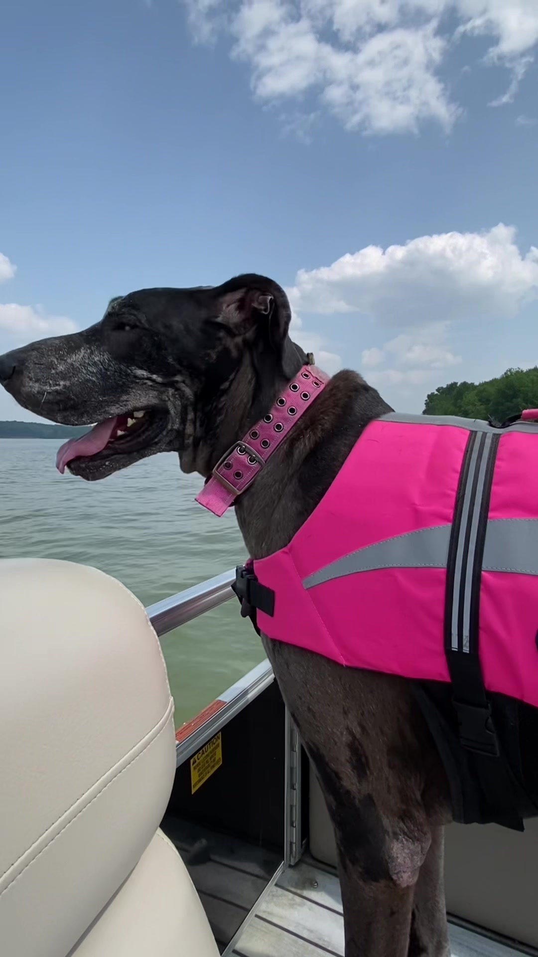 @Big Paw Adventures