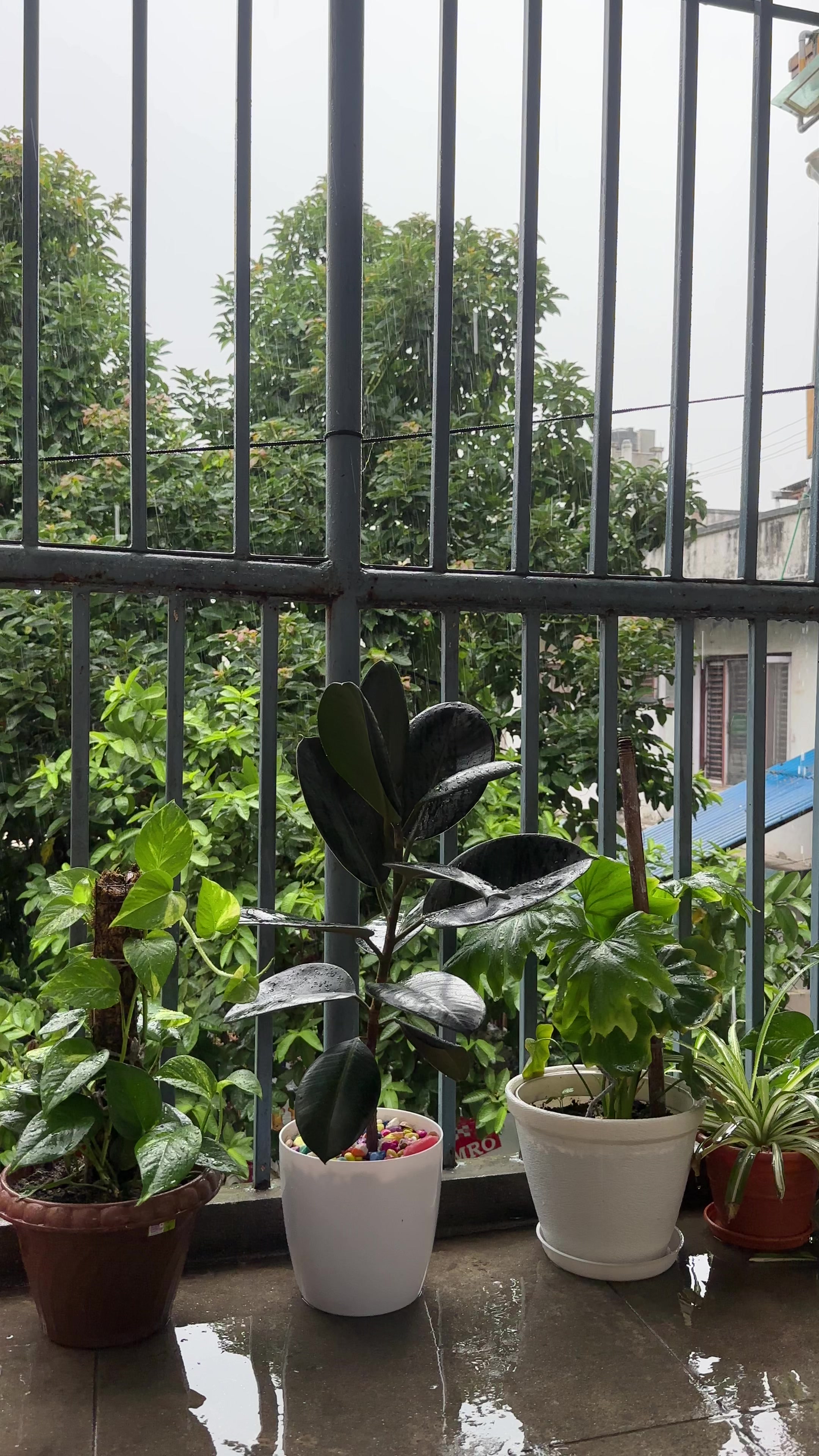 @S.O.U.L🧿🍃