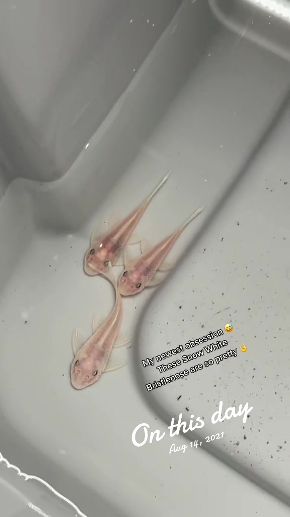 @MG Aquatics LLC