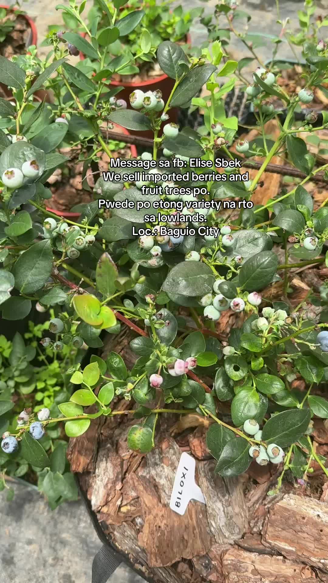 @Gardening with ELISE