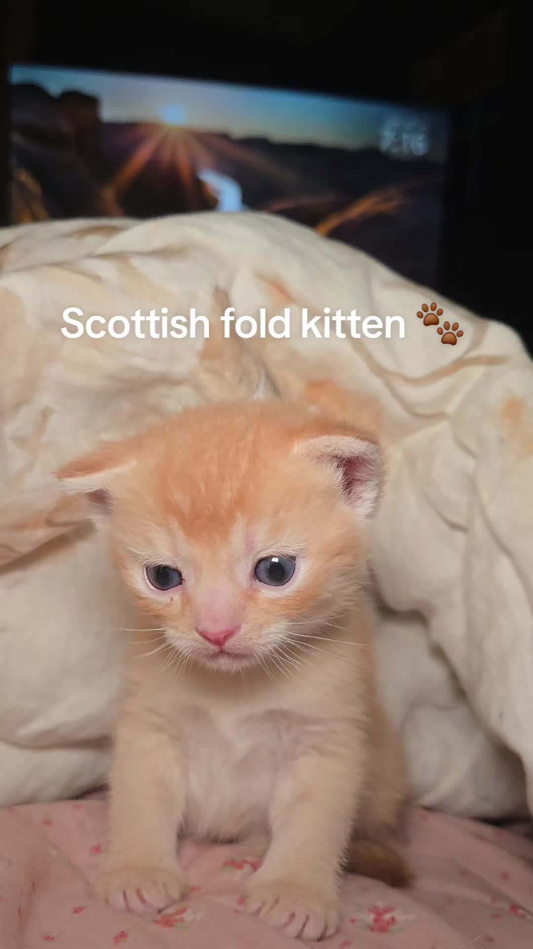 @Brittany's Beauties Kittens