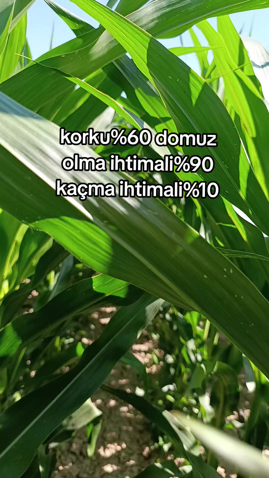 @Ali Usludil