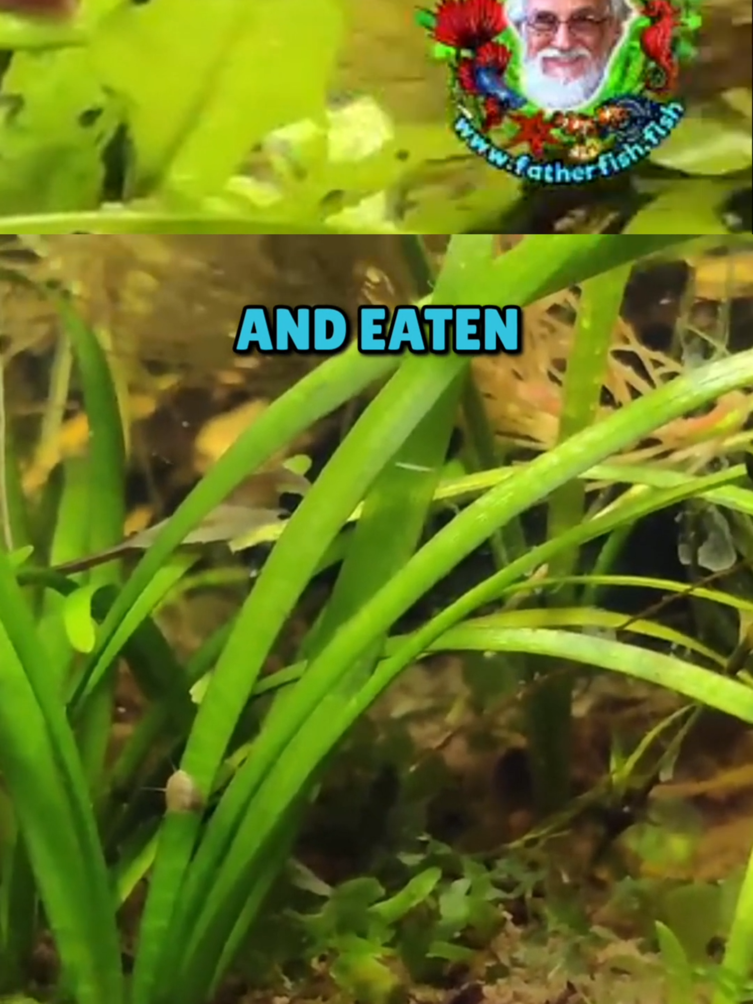 @Father Fish