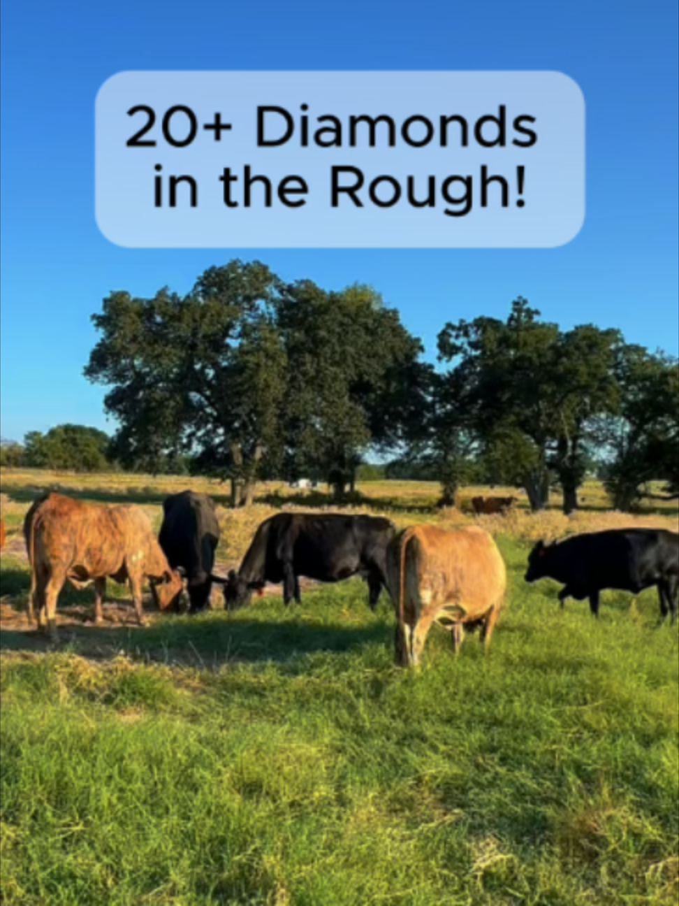 @Rutherford Land and Cattle