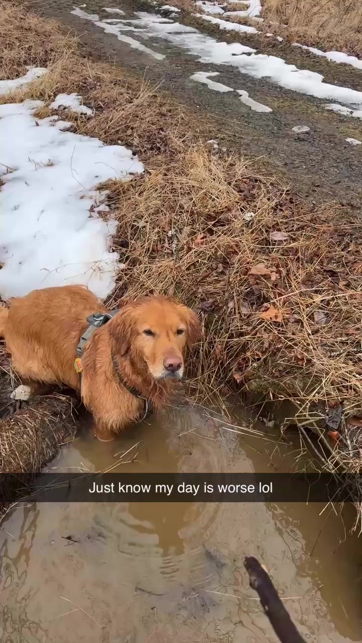 @Bentley the Spicy Golden🌶️