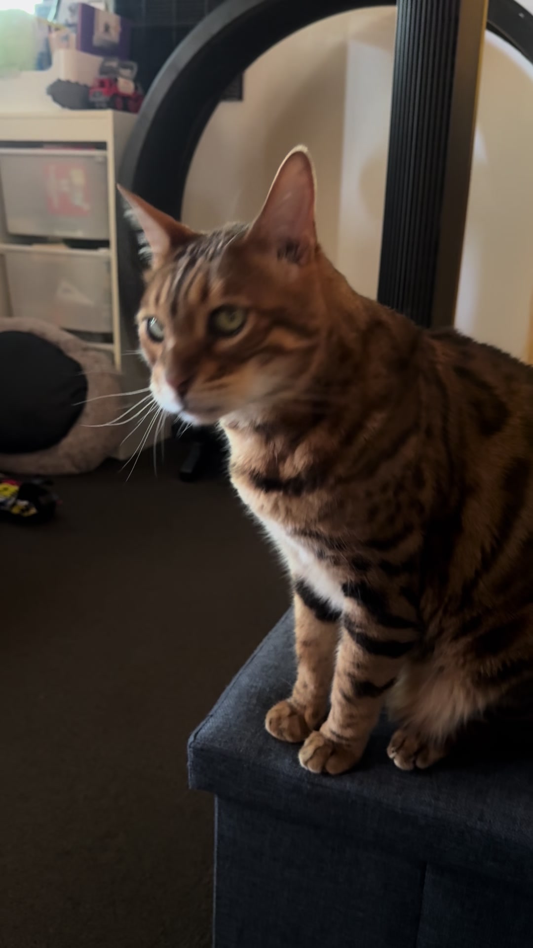 @TiggerthebrownBengal🇦🇺