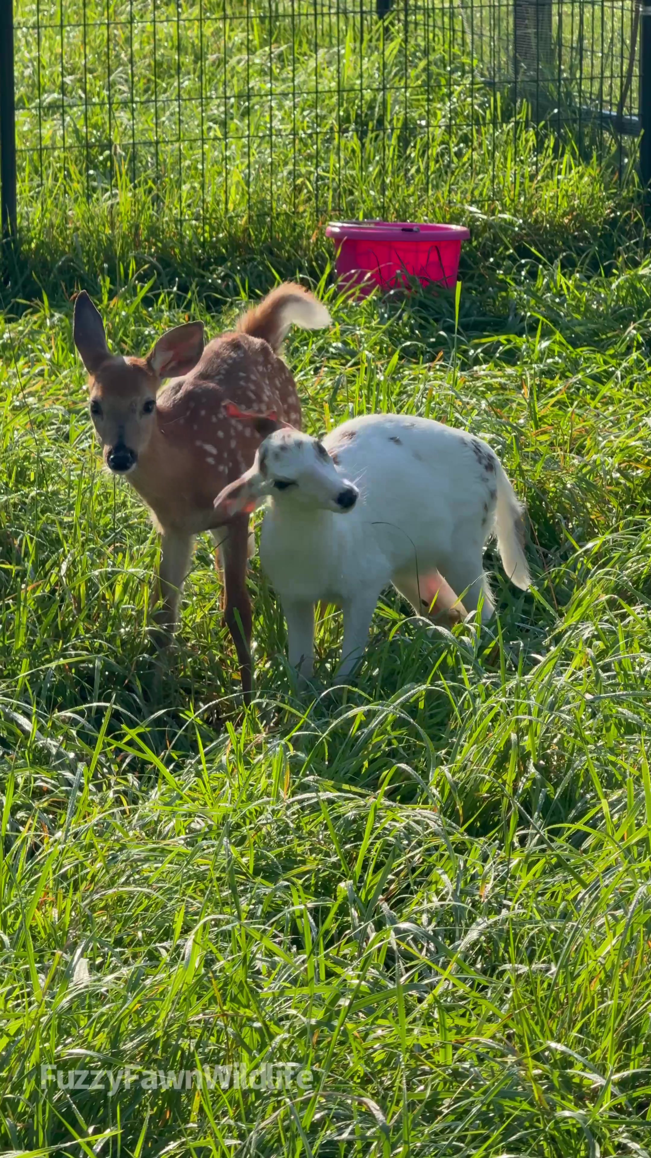 @Fuzzy Fawn Wildlife