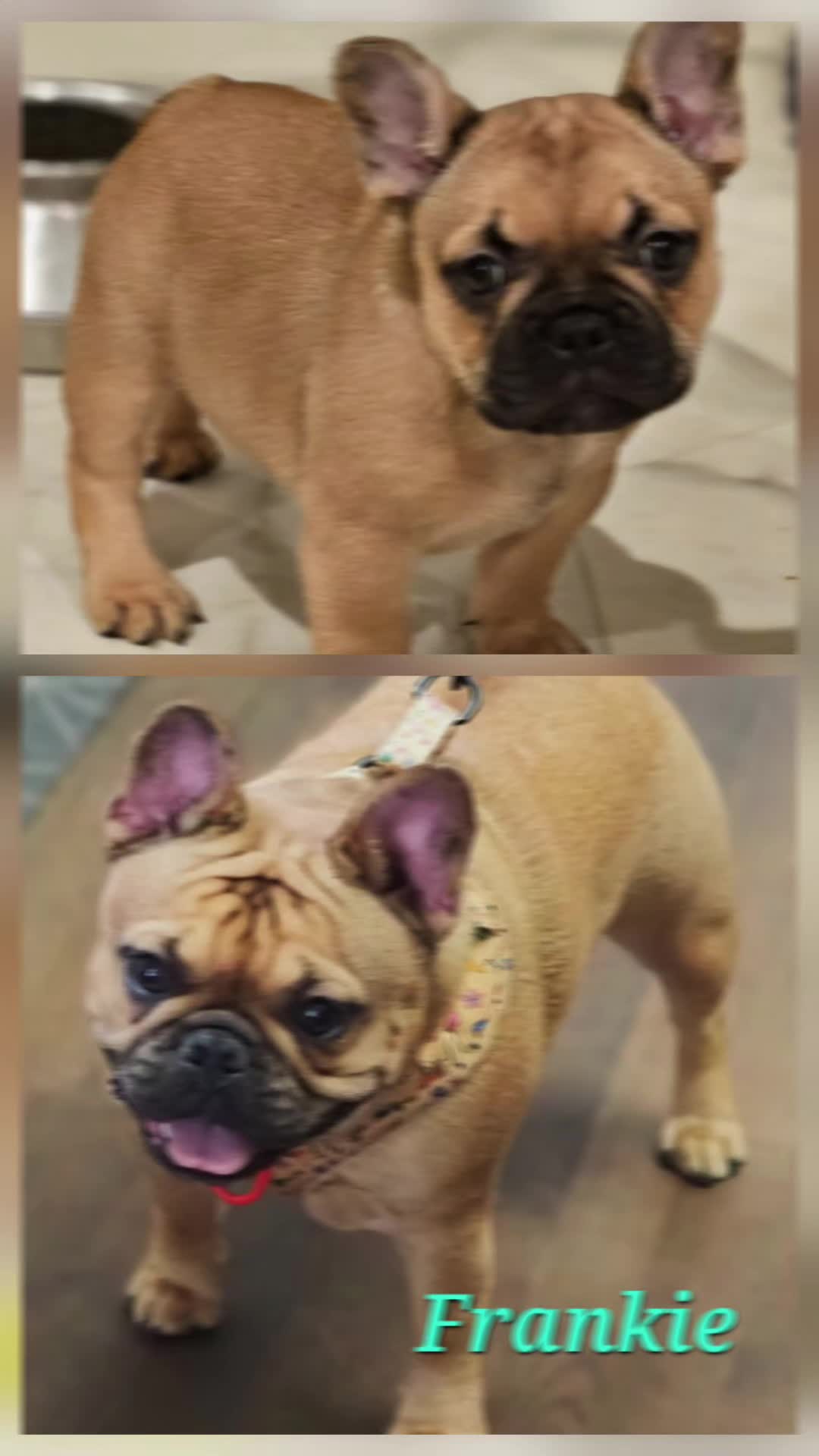 @AandDFrenchies