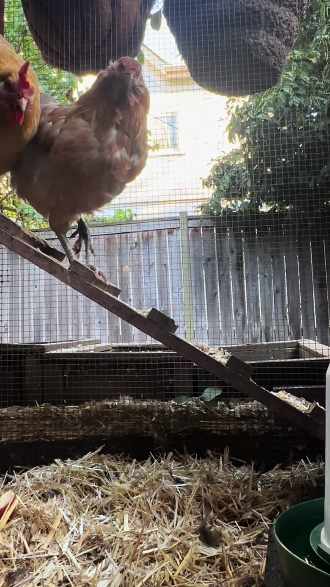 @FusterCluck Farm