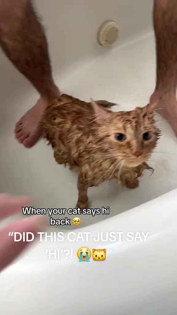 @Cat Verdict