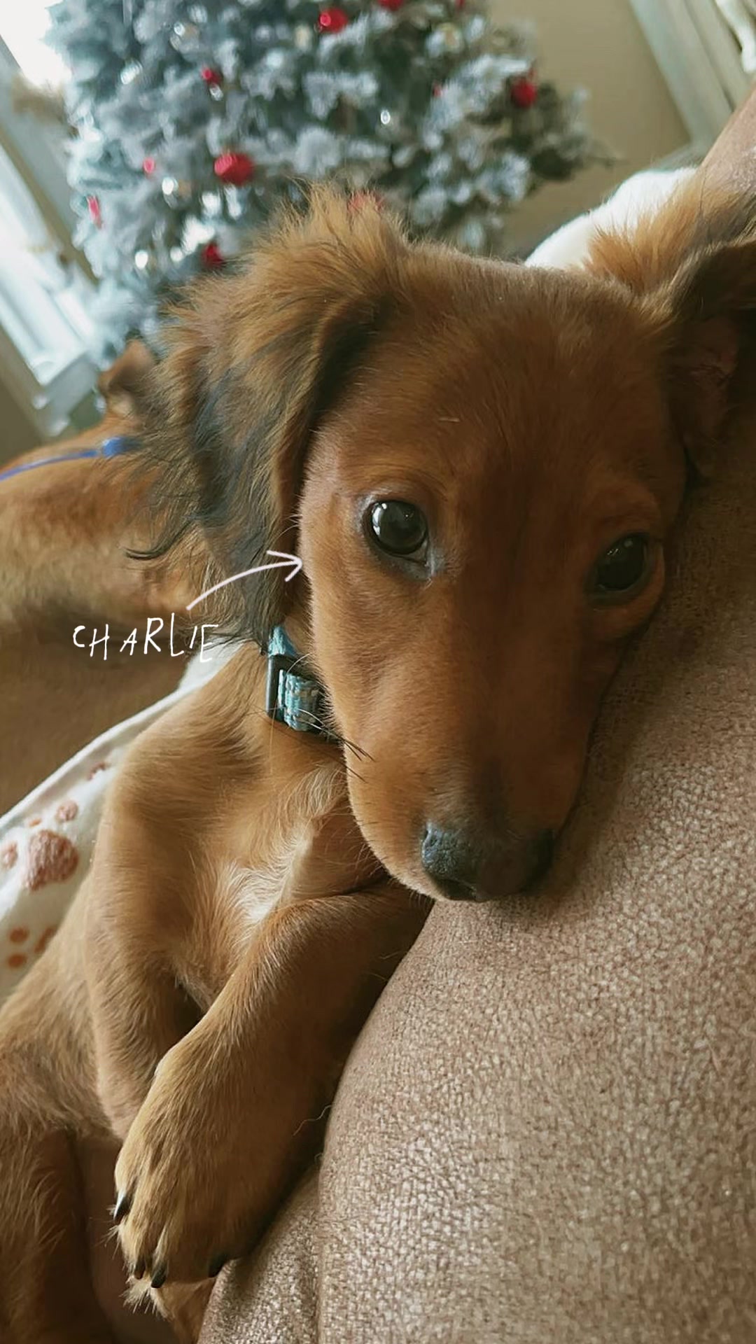 @charliebrownthedoxie