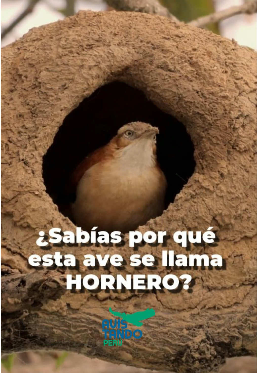 @Avistando Peru