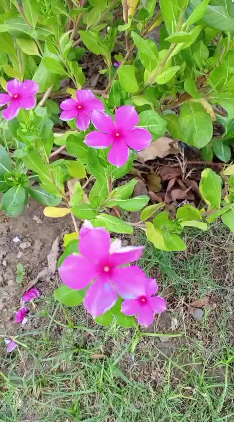 @iqra, Chaudhary
